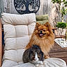 Aïka a rejoint le concours — aidez-le/la à gagner de superbes lots ! dog, pomeranian, rabbit, bunny, chair, cushion, wooden_deck, plant, greenery, fence, outdoor, pet, animal, fluffy, cute, relaxing, sunlight, decor, tree_wall_art, happy