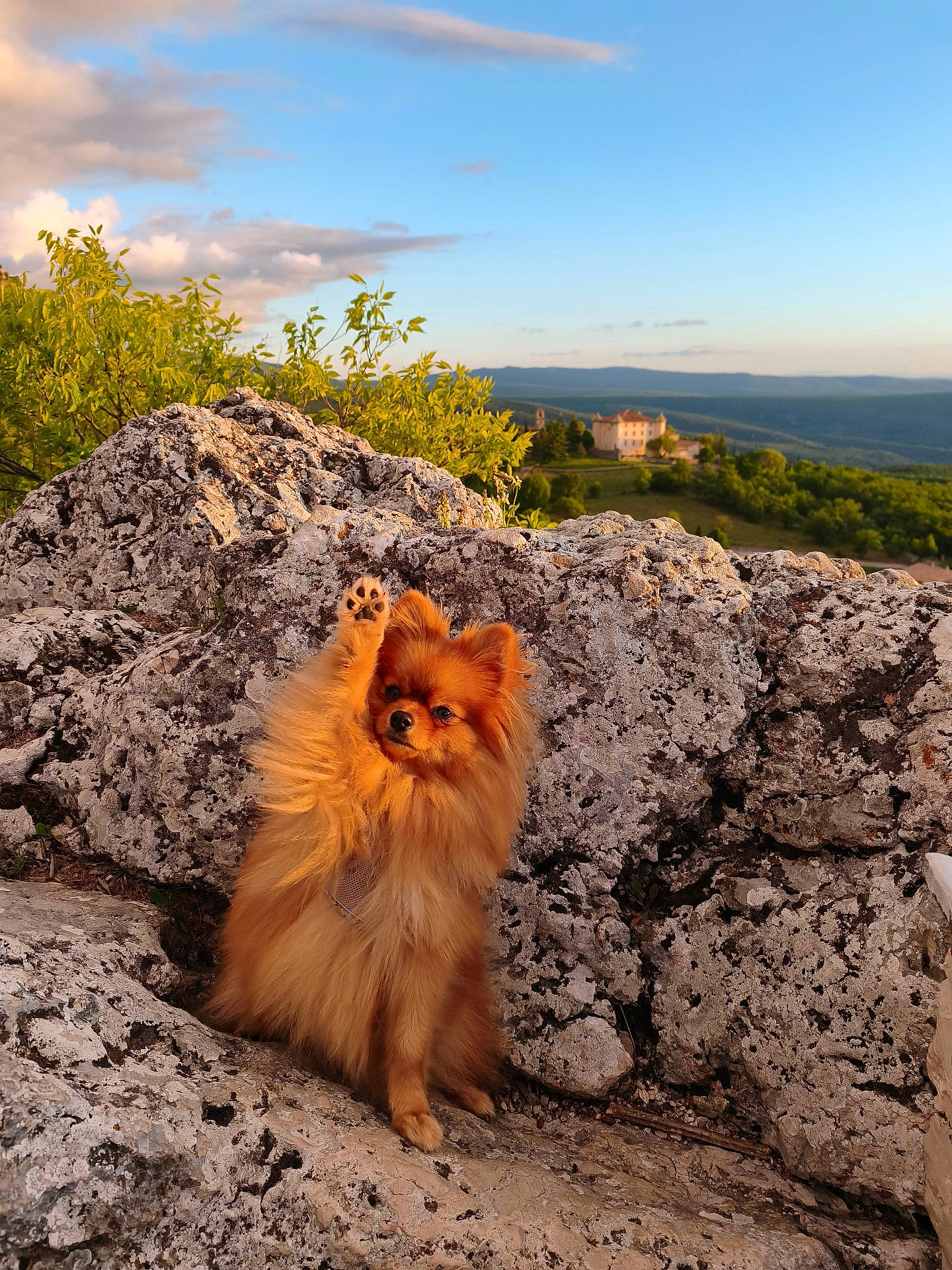 Aïka participe au concours pour gagner de l'argent avec cette photo : animal, castle, clouds, cute, dog, fluffy, golden_hour, greenery, nature, outdoor, paw_raised, pet, playful, pomeranian, rock, rocks, scenic, sky, small_dog, sunlight