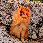 Aïka a rejoint le concours — aidez-le/la à gagner de superbes lots ! dog, pomeranian, fluffy, paw, rock, outdoor, sunlight, nature, scenery, greenery, castle, animal, pet, cute, posing, mammal, fur, small_dog, raised_paw, landscape