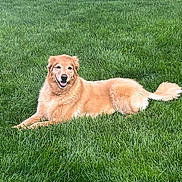 Kenzi is registered to the contest to win money with this photo: dog, golden_retriever, grass, lawn, outdoor, pet, canine, smiling, happy, fur, tail, nature, sunlight, relaxed, animal, mammal, laying_down, friendly, companion, summer