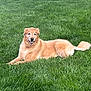 dog, golden_retriever, grass, lawn, outdoor, pet, canine, smiling, happy, fur, tail, nature, sunlight, relaxed, animal, mammal, laying_down, friendly, companion, summer