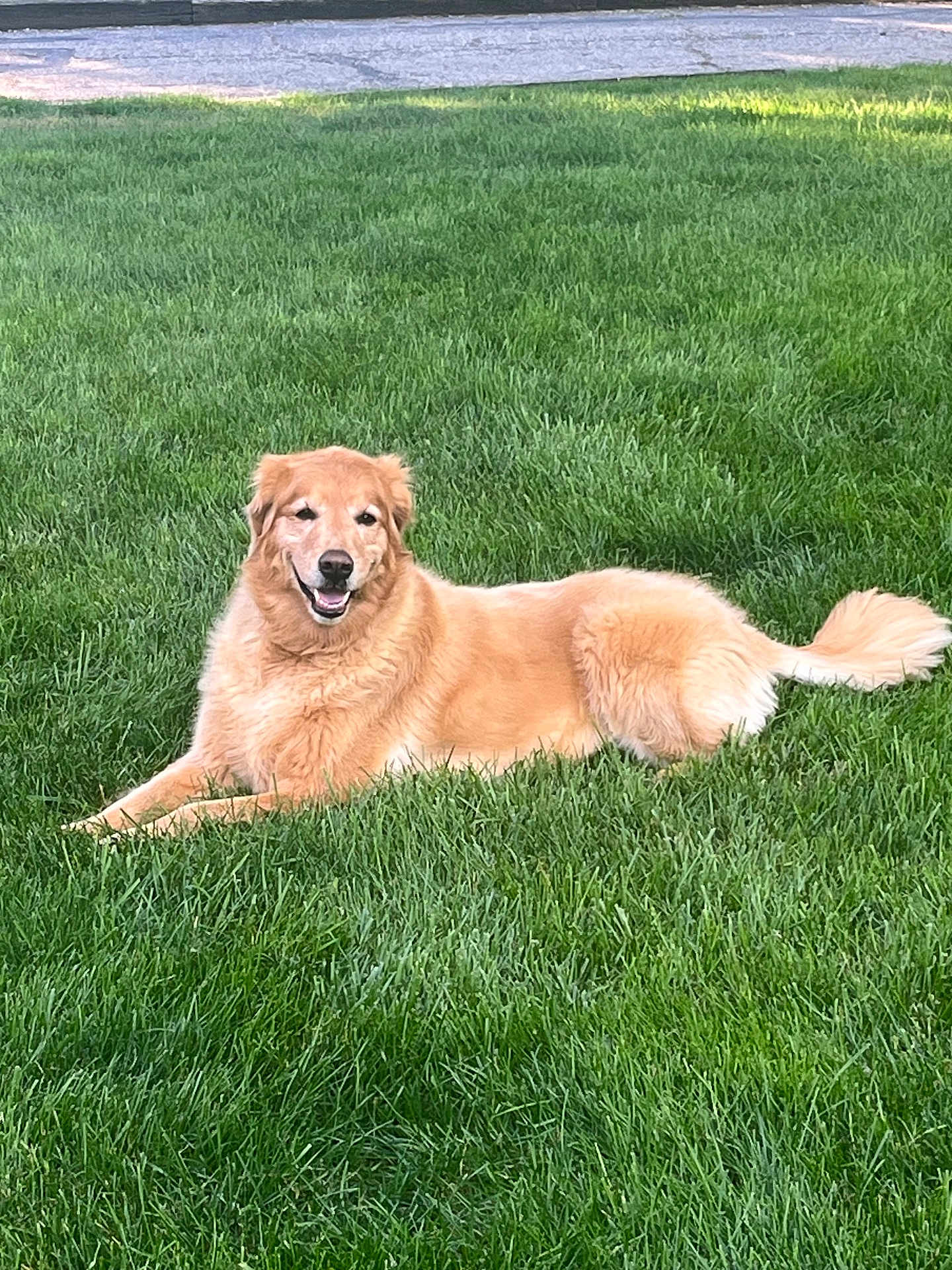 Kenzi is registered to the contest to win money with this photo: dog, golden_retriever, grass, lawn, outdoor, pet, canine, smiling, happy, fur, tail, nature, sunlight, relaxed, animal, mammal, laying_down, friendly, companion, summer