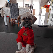 Athéna a rejoint le concours — aidez-le/la à gagner de superbes lots ! dog, small_dog, pet, portrait, sitting, red_clothing, collar, dog_tag, fluffy, long_hair, brown_and_white, sofa, living_room, dining_table, chairs, indoor, home, halloween, decorations, adorable