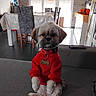 dog, small_dog, pet, portrait, sitting, red_clothing, collar, dog_tag, fluffy, long_hair, brown_and_white, sofa, living_room, dining_table, chairs, indoor, home, halloween, decorations, adorable