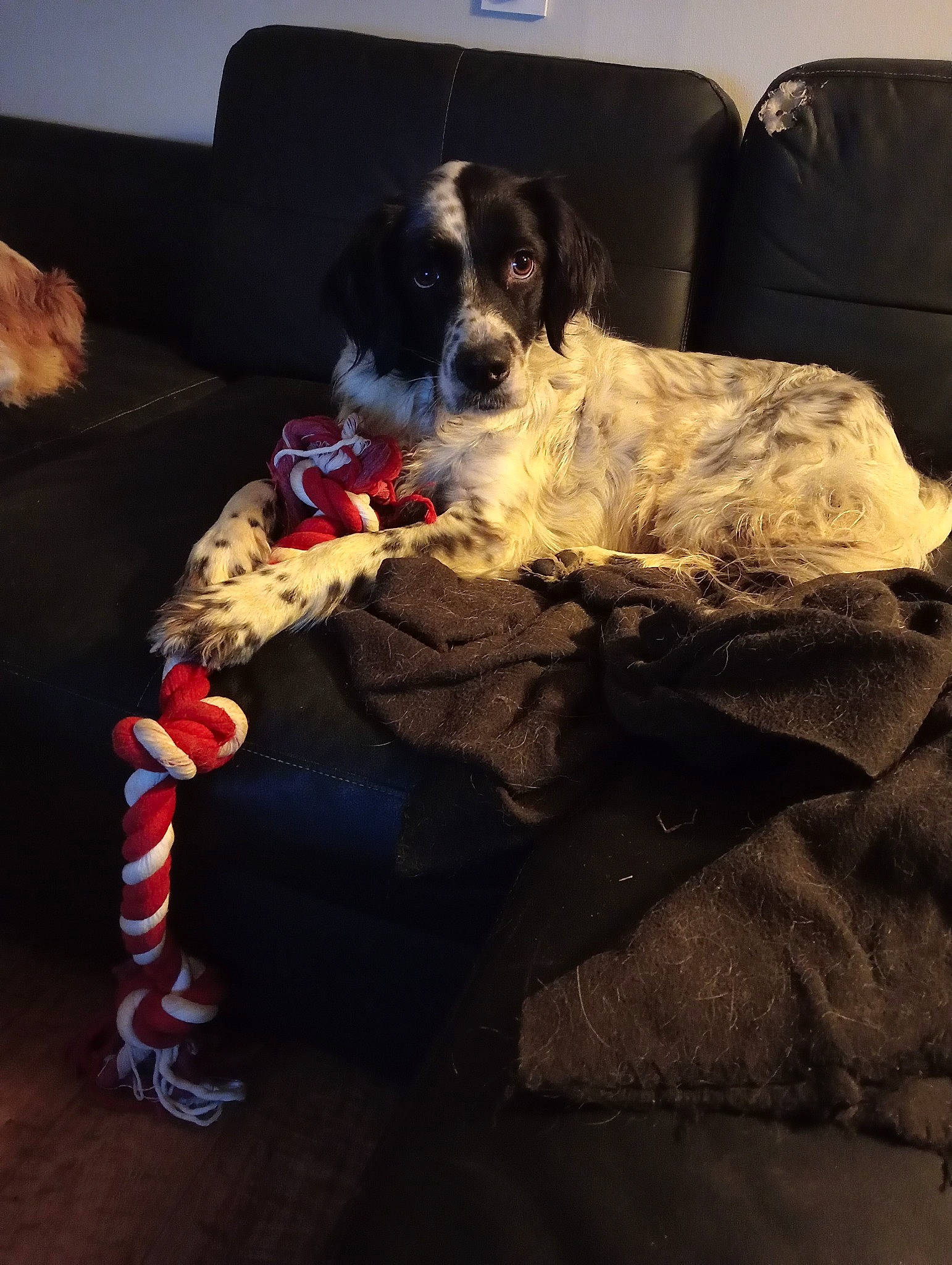 Radieuse participe au concours pour gagner de l'argent avec cette photo : canidae, carmine, carnivore, comfort, companion_dog, couch, dog, dog_breed, dog_supply, flooring, fur, gun_dog, linens, living_room, pillow, room, sofa_bed, sporting_group, studio_couch, working_animal