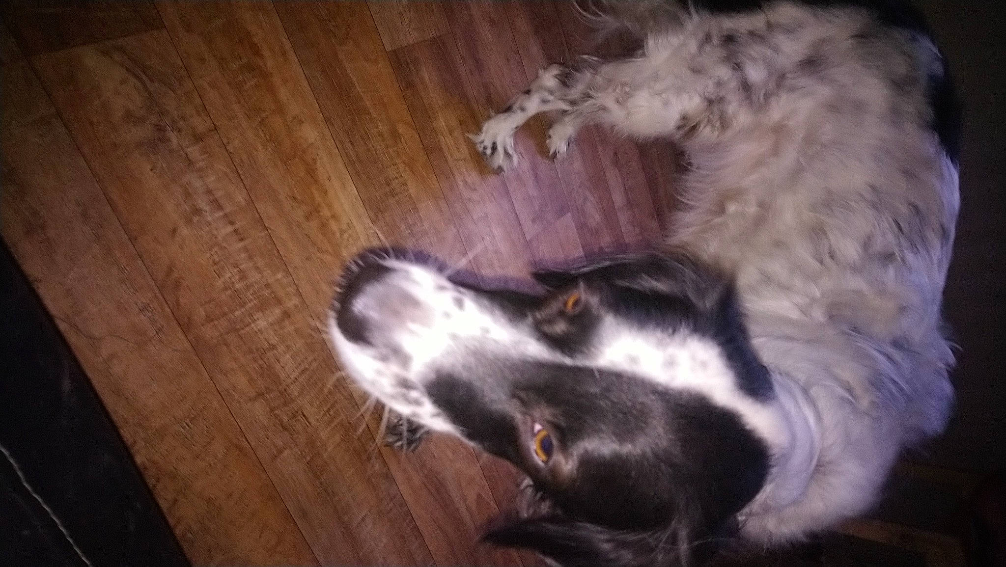 Radieuse participe au concours pour gagner de l'argent avec cette photo : canidae, carnivore, companion_dog, dog, dog_breed, flooring, fur, hardwood, paw, plank, plywood, sporting_group, tail, terrestrial_animal, varnish, wood, wood_flooring, wood_stain, working_animal