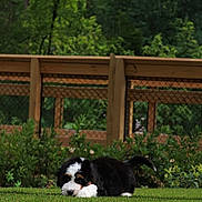 Gus joined the competition — help win amazing prizes! puppy, dog, bernese_mountain_dog, grass, outdoor, fence, greenery, plants, young_dog, pet, animal, nature, cute, lying_down, fur, black_white_brown, canine, small_dog, peaceful, backyard