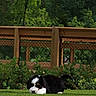 puppy, dog, bernese_mountain_dog, grass, outdoor, fence, greenery, plants, young_dog, pet, animal, nature, cute, lying_down, fur, black_white_brown, canine, small_dog, peaceful, backyard