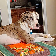 Elvis joined the competition — help win amazing prizes! dog, quilt, table, indoor, kitchen, wooden_cabinet, brown, white, spotted, pet, collar, relaxed, furniture, floor, decor, patchwork, domestic, animal, laying, calm