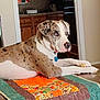 dog, quilt, table, indoor, kitchen, wooden_cabinet, brown, white, spotted, pet, collar, relaxed, furniture, floor, decor, patchwork, domestic, animal, laying, calm