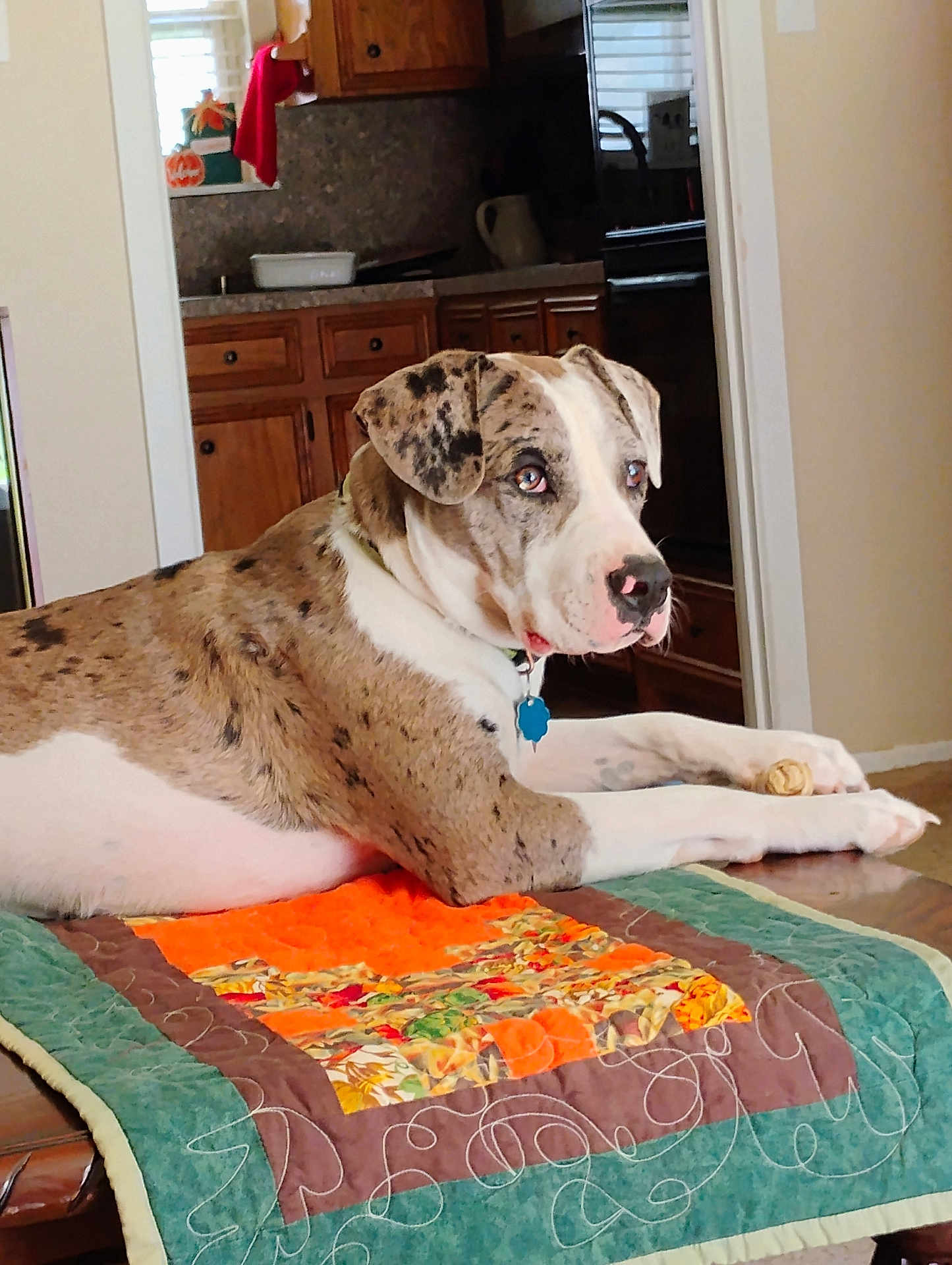 Elvis