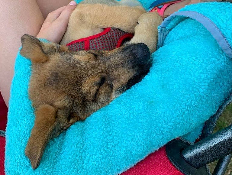 Wolfie is registered to the contest to win money with this photo: cairn_terrier, canidae, carnivore, dog, dog_breed, fawn, nap, puppy