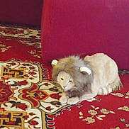 Boo joined the competition — help win amazing prizes! cat, costume, lion_mane, carpet, red, furniture, couch, indoor, pet, animal, lying_down, funny, domestic, fur, patterned, decor, mammal, cute, resting, household