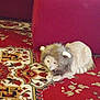 cat, costume, lion_mane, carpet, red, furniture, couch, indoor, pet, animal, lying_down, funny, domestic, fur, patterned, decor, mammal, cute, resting, household