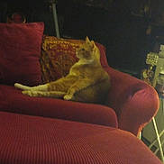 Mr. J is registered to the contest to win money with this photo: cat, orange_tabby, couch, red_couch, pillow, patterned_pillow, indoor, furniture, relaxed, pet, animal, side_view, seated, cozy, dim_lighting, living_room, domestic_cat, resting, feline, home