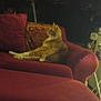animal, cat, couch, cozy, dim_lighting, domestic_cat, feline, furniture, home, indoor, living_room, orange_tabby, patterned_pillow, pet, pillow, red_couch, relaxed, resting, seated, side_view