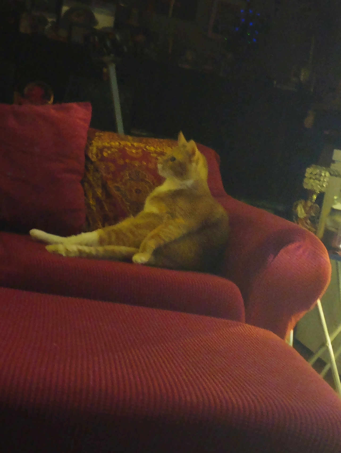 Mr. J is registered to the contest to win money with this photo: cat, orange_tabby, couch, red_couch, pillow, patterned_pillow, indoor, furniture, relaxed, pet, animal, side_view, seated, cozy, dim_lighting, living_room, domestic_cat, resting, feline, home