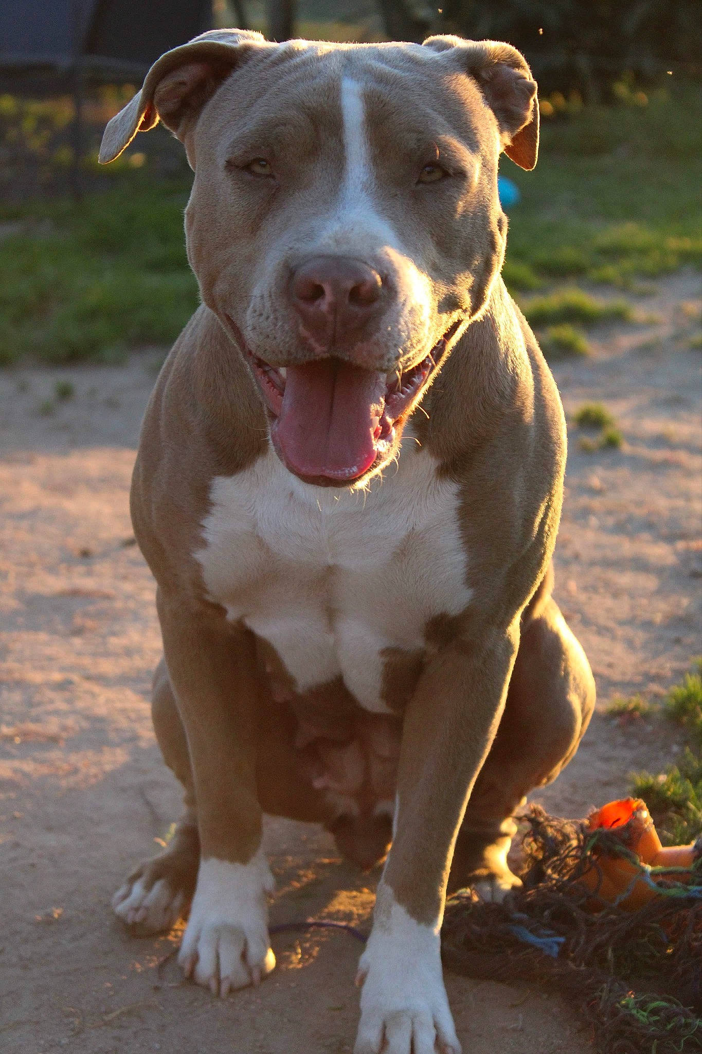 Prada participe au concours pour gagner de l'argent avec cette photo : carnivore, collar, companion_dog, dog, dog_breed, dog_collar, fawn, grass, hunting_dog, liver, non_sporting_group, plant, snout, sporting_group, terrestrial_animal, whiskers, working_animal, working_dog