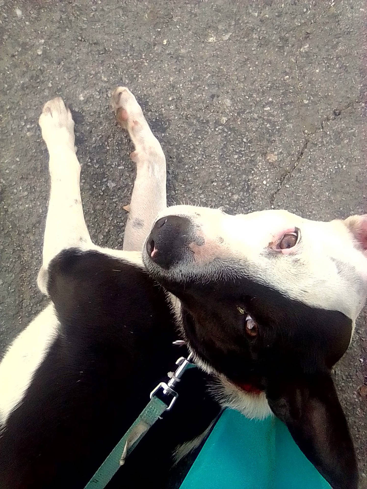 Split Goodman is registered to the contest to win money with this photo: animal, asphalt, black_and_white, canine, close_up, collar, curious, daylight, dog, domestic_animal, ears, fur, leash, looking_up, lying_down, nose, outdoor, paw, pet, resting