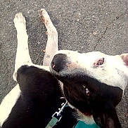 Split Goodman is registered to the contest to win money with this photo: dog, black_and_white, leash, collar, asphalt, outdoor, pet, canine, lying_down, animal, close_up, looking_up, fur, ears, nose, paw, resting, daylight, curious, domestic_animal