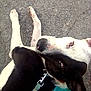 dog, black_and_white, leash, collar, asphalt, outdoor, pet, canine, lying_down, animal, close_up, looking_up, fur, ears, nose, paw, resting, daylight, curious, domestic_animal