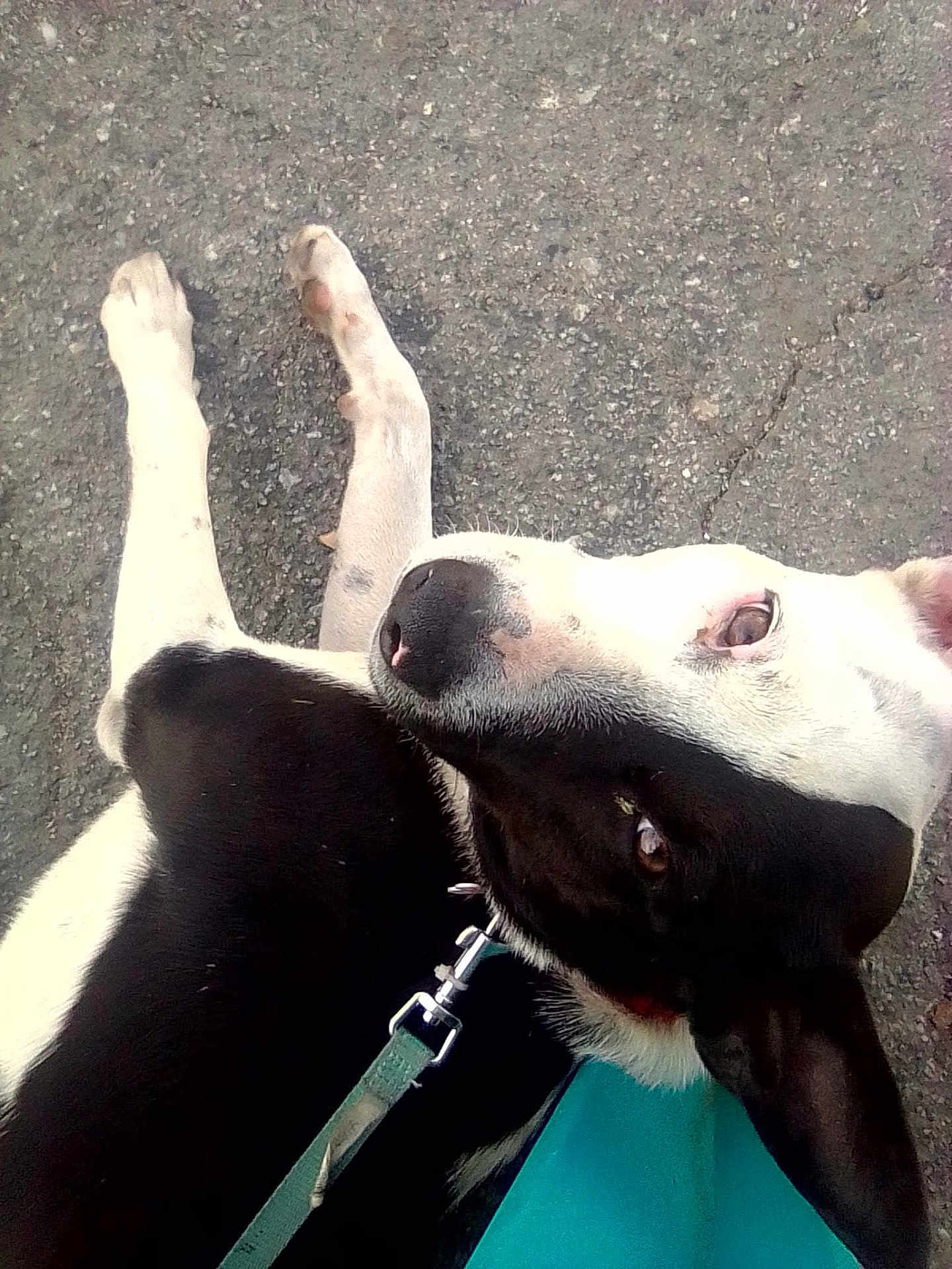 Split Goodman is registered to the contest to win money with this photo: dog, black_and_white, leash, collar, asphalt, outdoor, pet, canine, lying_down, animal, close_up, looking_up, fur, ears, nose, paw, resting, daylight, curious, domestic_animal