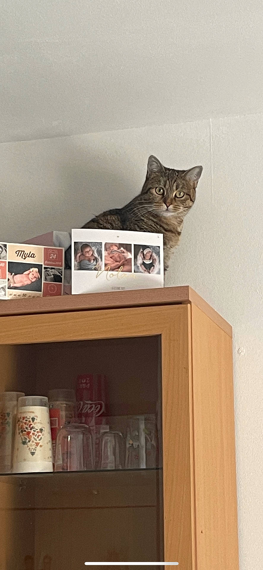 Luna participe au concours pour gagner de l'argent avec cette photo : alert, animal, baby_photos, cat, container, cups, curious, domestic_cat, feline, furniture, glasses, glassware, household, indoor, pet, photo_boxes, shelf, sitting, tabby, wooden_cabinet