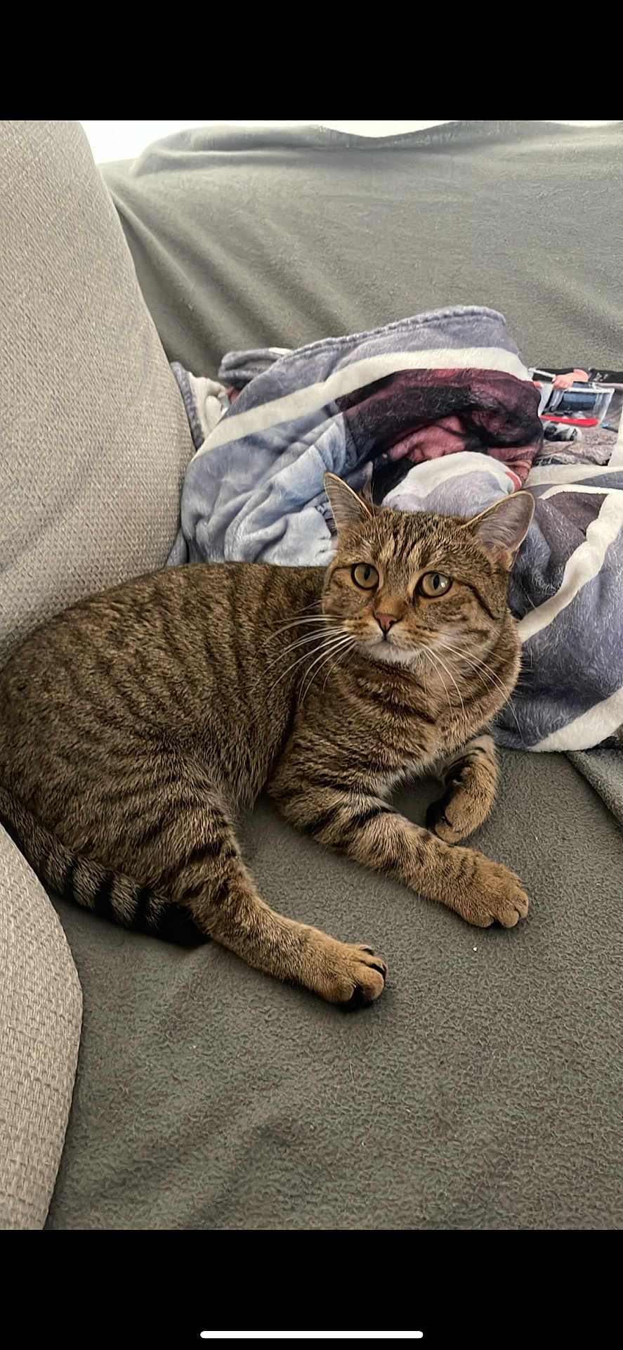 Luna a rejoint le concours — aidez-le/la à gagner de superbes lots ! cat, tabby_cat, pet, feline, indoor, couch, blanket, fur, whiskers, animal, relaxing, cozy, domestic_animal, striped, cute, mammal, resting, soft_texture, alert, paws