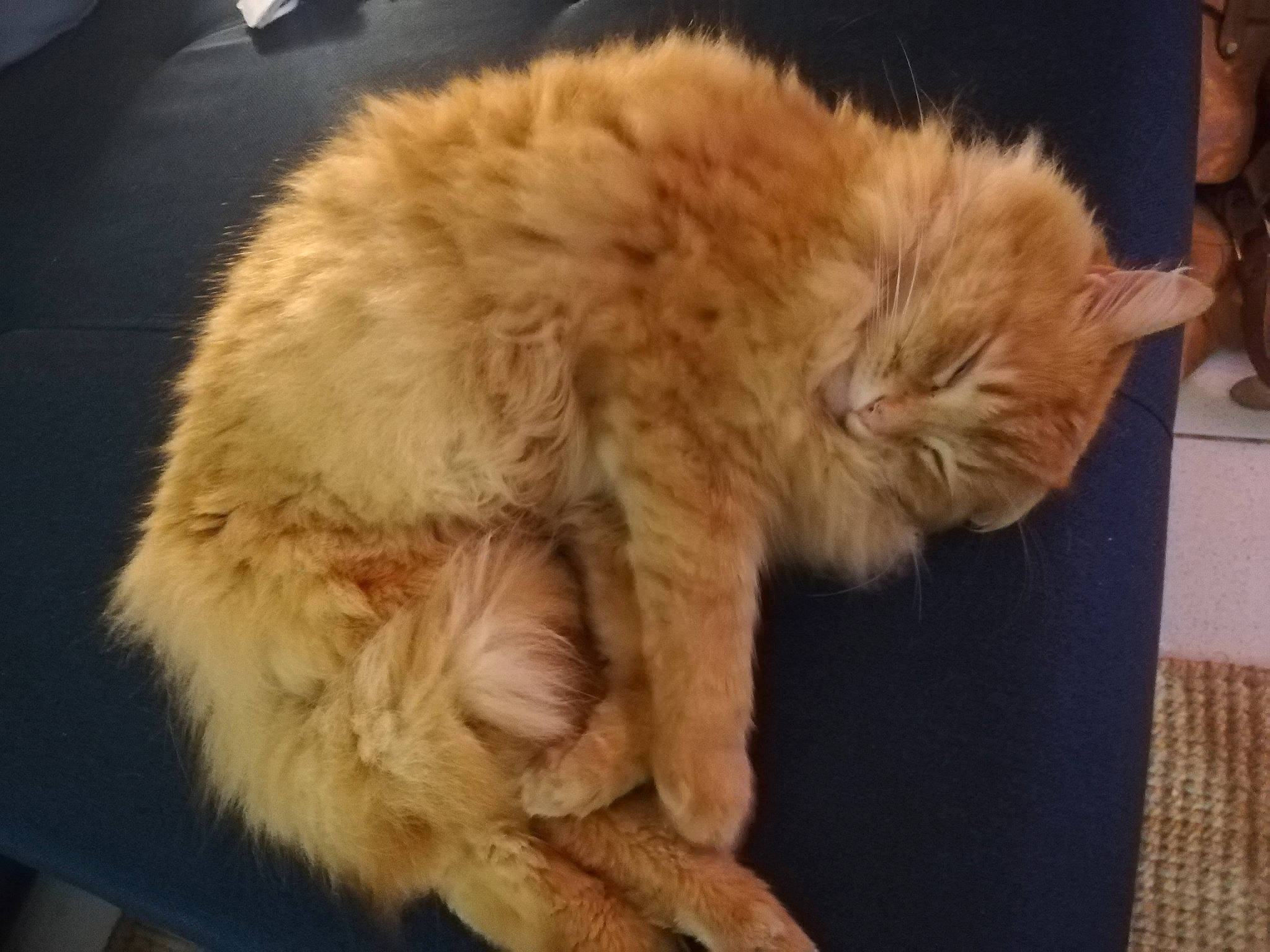 Gadjo participe au concours pour gagner de l'argent avec cette photo : carnivore, cat, claw, comfort, companion_dog, dog_breed, event, felidae, flooring, fur, paw, small_to_medium_sized_cats, tail, terrestrial_animal, whiskers