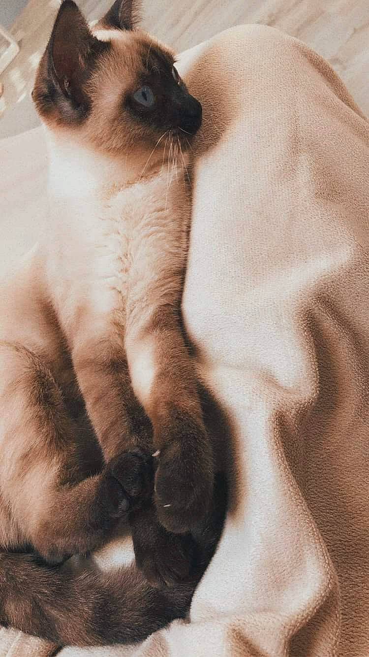 Miou a rejoint le concours — aidez-le/la à gagner de superbes lots ! balinese, birman, carnivore, cat, claw, colorpoint_shorthair, fawn, felidae, himalayan, siamese, small_to_medium_sized_cats, snowshoe, thai, tonkinese, whiskers