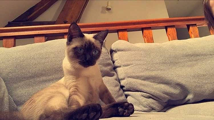 Miou a rejoint le concours — aidez-le/la à gagner de superbes lots ! asian, balinese, birman, carnivore, cat, colorpoint_shorthair, eye, fawn, felidae, himalayan, kitten, mammal, paw, siamese, sky, small_to_medium_sized_cats, snout, thai, tonkinese, whiskers