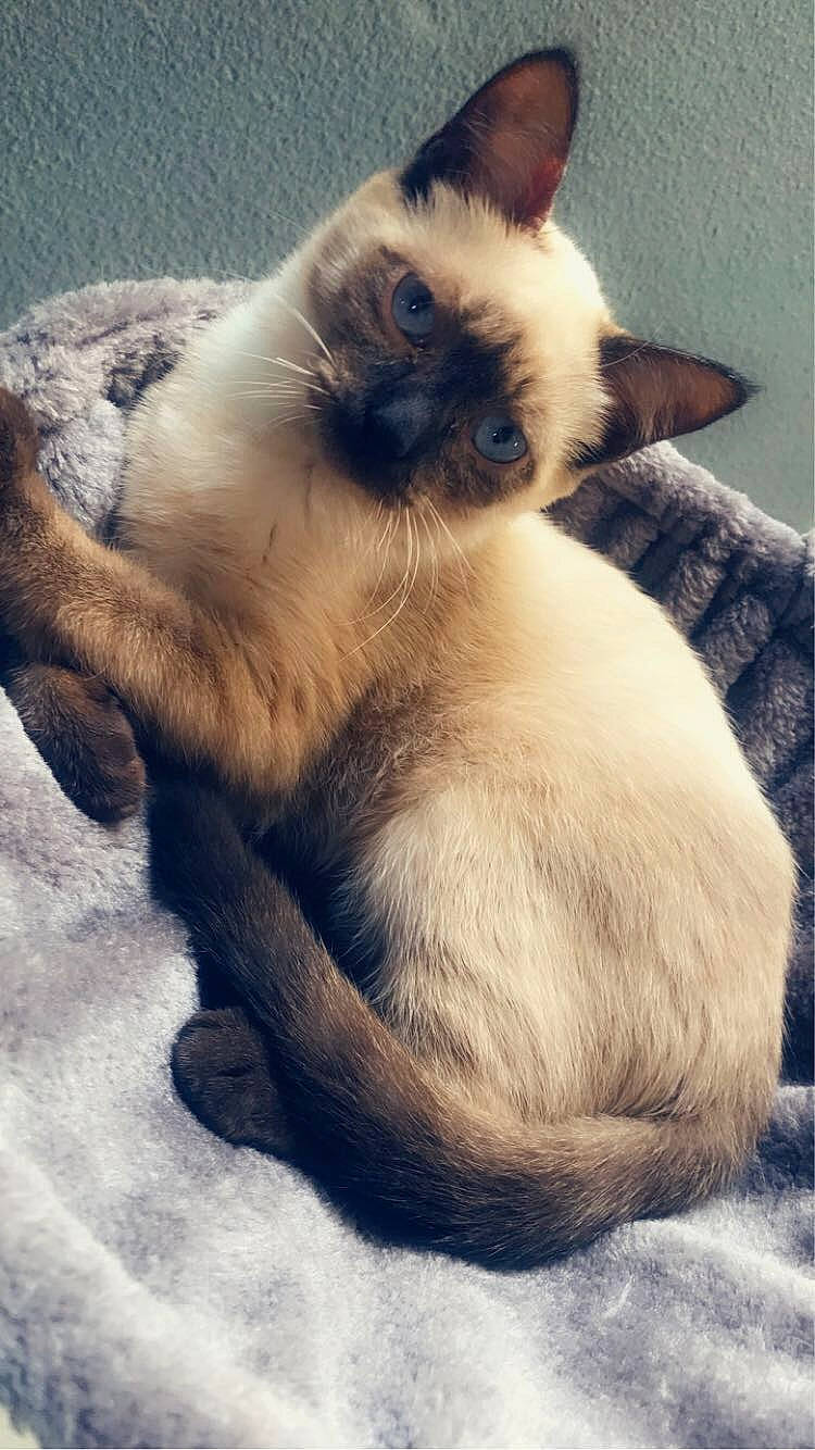 Miou a rejoint le concours — aidez-le/la à gagner de superbes lots ! asian, balinese, birman, burmese, carnivore, cat, colorpoint_shorthair, felidae, himalayan, javanese, kitten, mammal, paw, siamese, small_to_medium_sized_cats, snout, thai, tonkinese, vertebrate, whiskers