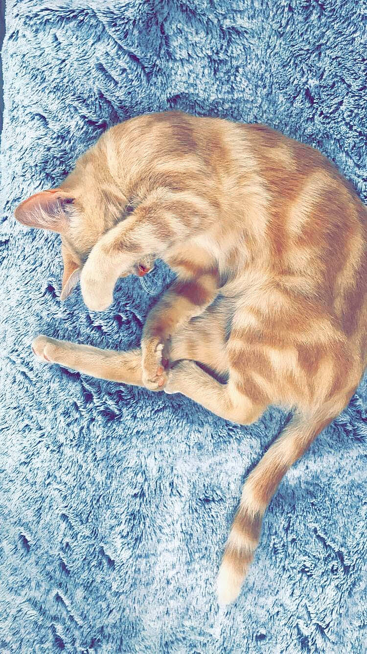 Piou participe au concours pour gagner de l'argent avec cette photo : canidae, carnivore, cat, domestic_short_haired_cat, european_shorthair, fawn, felidae, fur, kitten, nap, paw, sleep, small_to_medium_sized_cats, tabby_cat, tail, whiskers