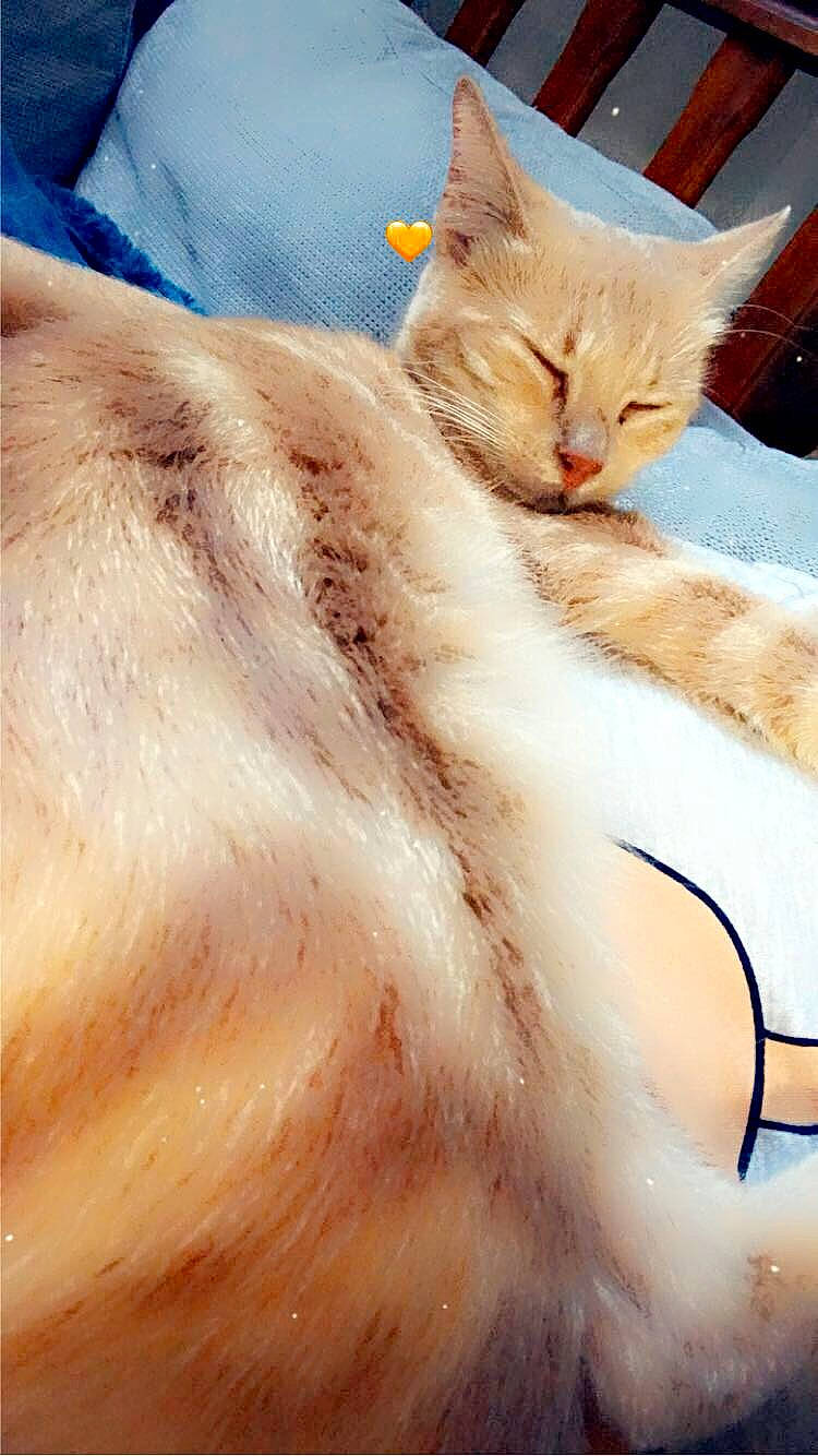 Piou a rejoint le concours — aidez-le/la à gagner de superbes lots ! aegean_cat, asian, balinese, carnivore, cat, colorpoint_shorthair, domestic_long_haired_cat, ear, fawn, felidae, fur, persian, small_to_medium_sized_cats, tail, whiskers