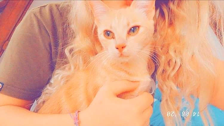 Piou participe au concours pour gagner de l'argent avec cette photo : blond, carnivore, cat, ear, eye, fawn, felidae, fur, kitten, long_hair, maine_coon, mammal, norwegian_forest_cat, siberian, skin, small_to_medium_sized_cats, whiskers