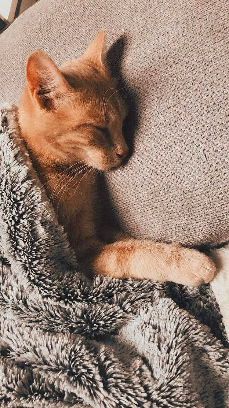 Piou a rejoint le concours — aidez-le/la à gagner de superbes lots ! abyssinian, asian, burmese, carnivore, cat, chausie, domestic_short_haired_cat, european_shorthair, fawn, felidae, fur, german_rex, kitten, mammal, singapura, small_to_medium_sized_cats, snout, somali, tabby_cat, whiskers