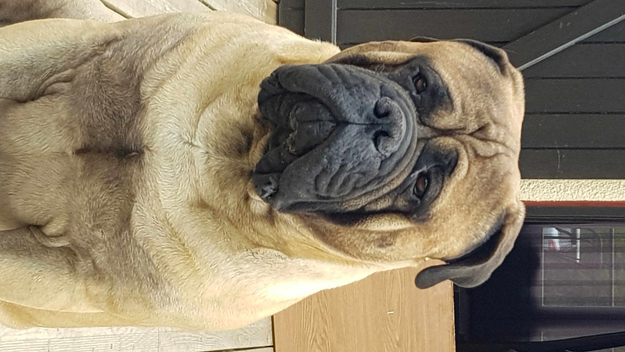 Léon