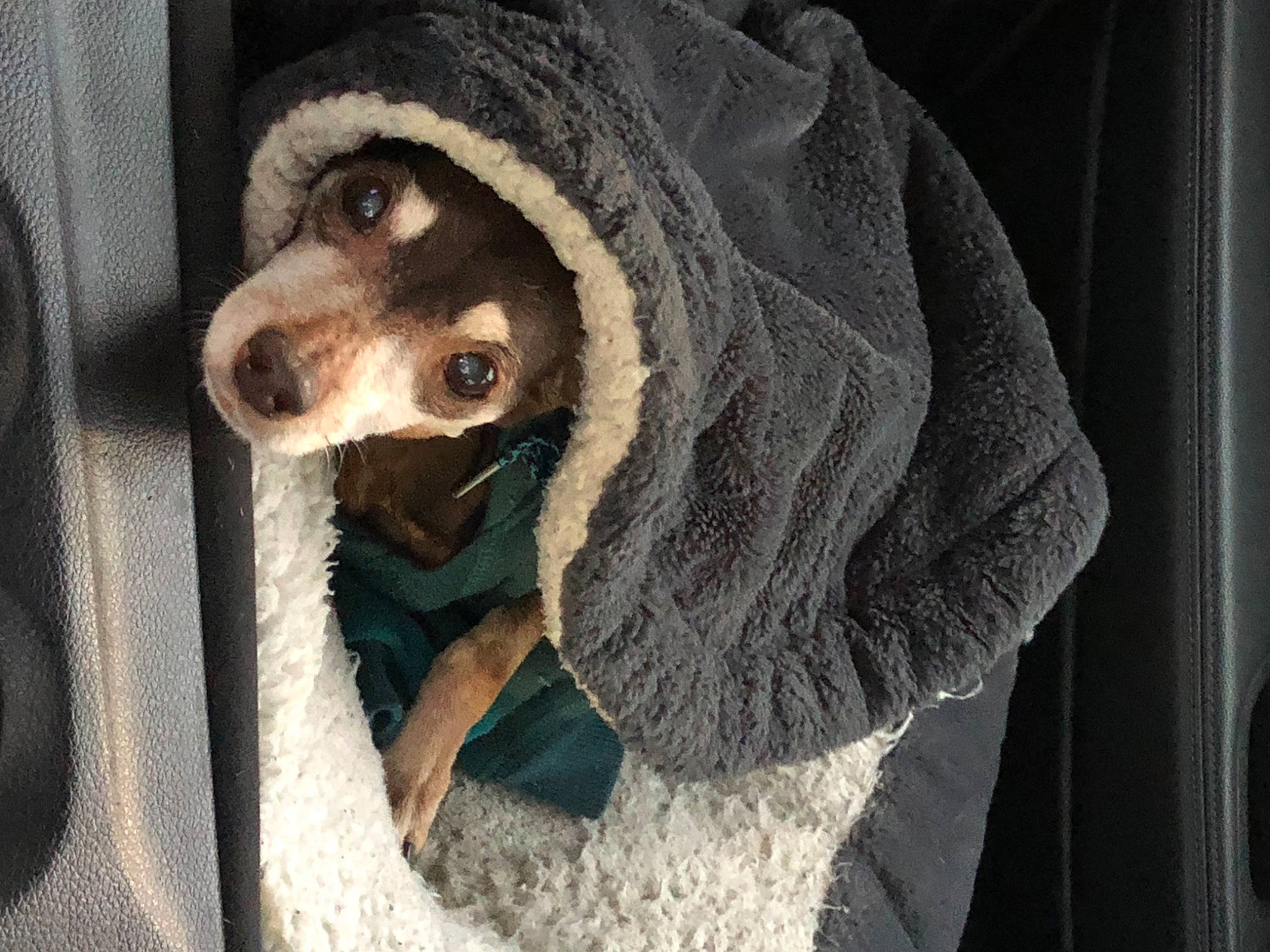 Copper is registered to the contest to win money with this photo: cap, carnivore, companion_dog, dog, dog_breed, fang, fashion_accessory, fawn, fur, fur_clothing, grey, hood, knit_cap, snout, sporting_group, stuffed_toy, whiskers, wool, woolen, working_animal