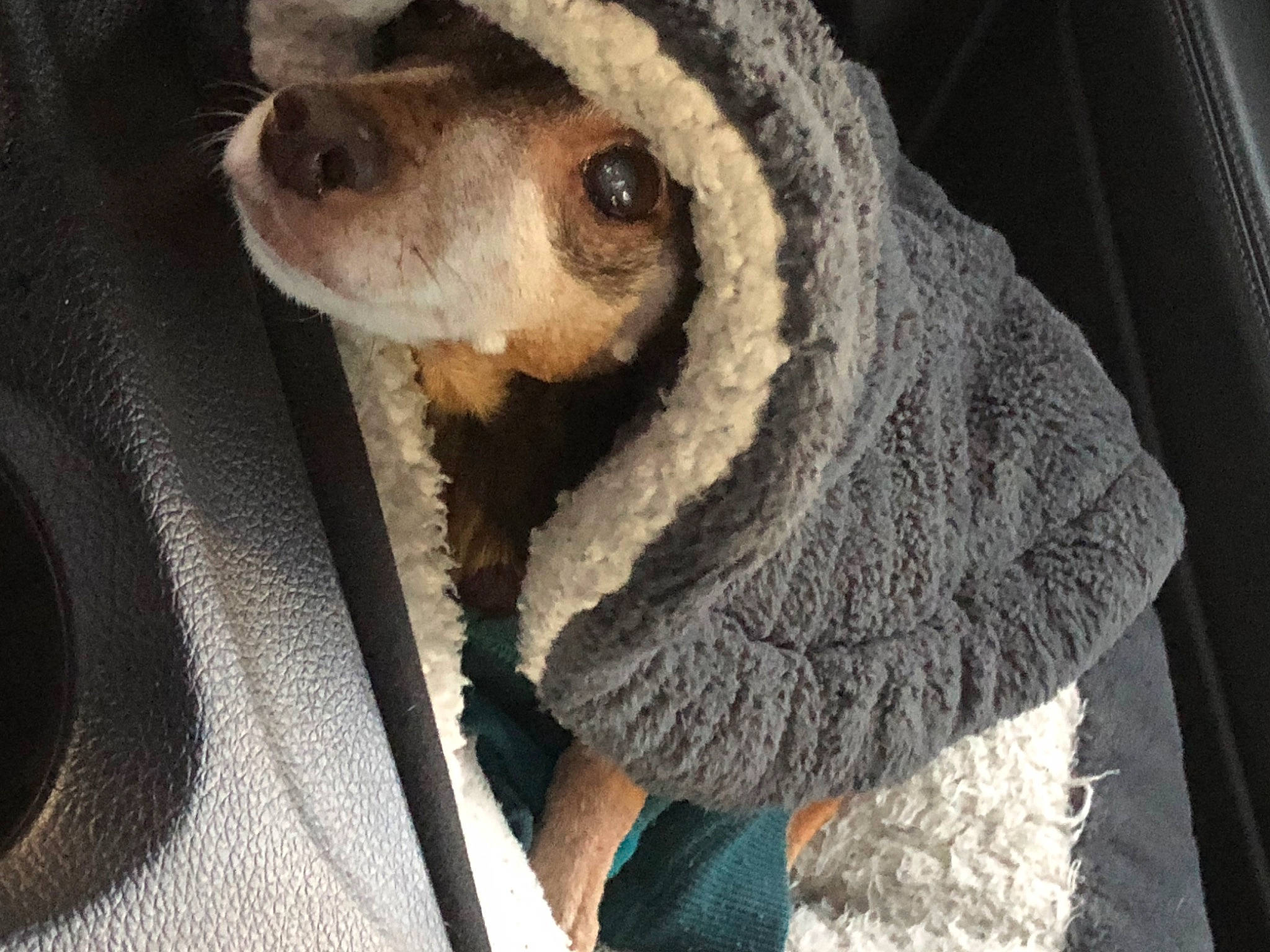 Copper joined the competition — help win amazing prizes! canidae, cap, carnivore, companion_dog, dog, dog_breed, door, fawn, fur, plush, snout, sporting_group, stuffed_toy, terrestrial_animal, toy, vehicle_door, whiskers, wood, wool, woolen