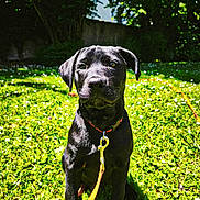 Sirius participe au concours pour gagner de l'argent avec cette photo : dog, puppy, black_dog, grass, outdoor, leash, collar, flowers, sunlight, garden, pet, animal, cute, sitting, nature, greenery, playful, young_dog, daytime, adorable