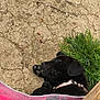 Sirius participe au concours pour gagner de l'argent avec cette photo : animal, black_dog, canine, collar, cute, dog, fur, grass, ground, nature, outdoor, peaceful, pet, puppy, relaxing, resting, sleeping, sunlight, towel, young_dog