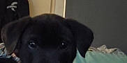 Sirius participe au concours pour gagner de l'argent avec cette photo : animal, black_puppy, blanket, close_up, clothes, collar, cozy, curious, dog, door, ears, face, furniture, hanger, home, indoor, pet, red_blanket, relaxing, wall_phone