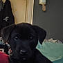 animal, black_puppy, blanket, close_up, clothes, collar, cozy, curious, dog, door, ears, face, furniture, hanger, home, indoor, pet, red_blanket, relaxing, wall_phone