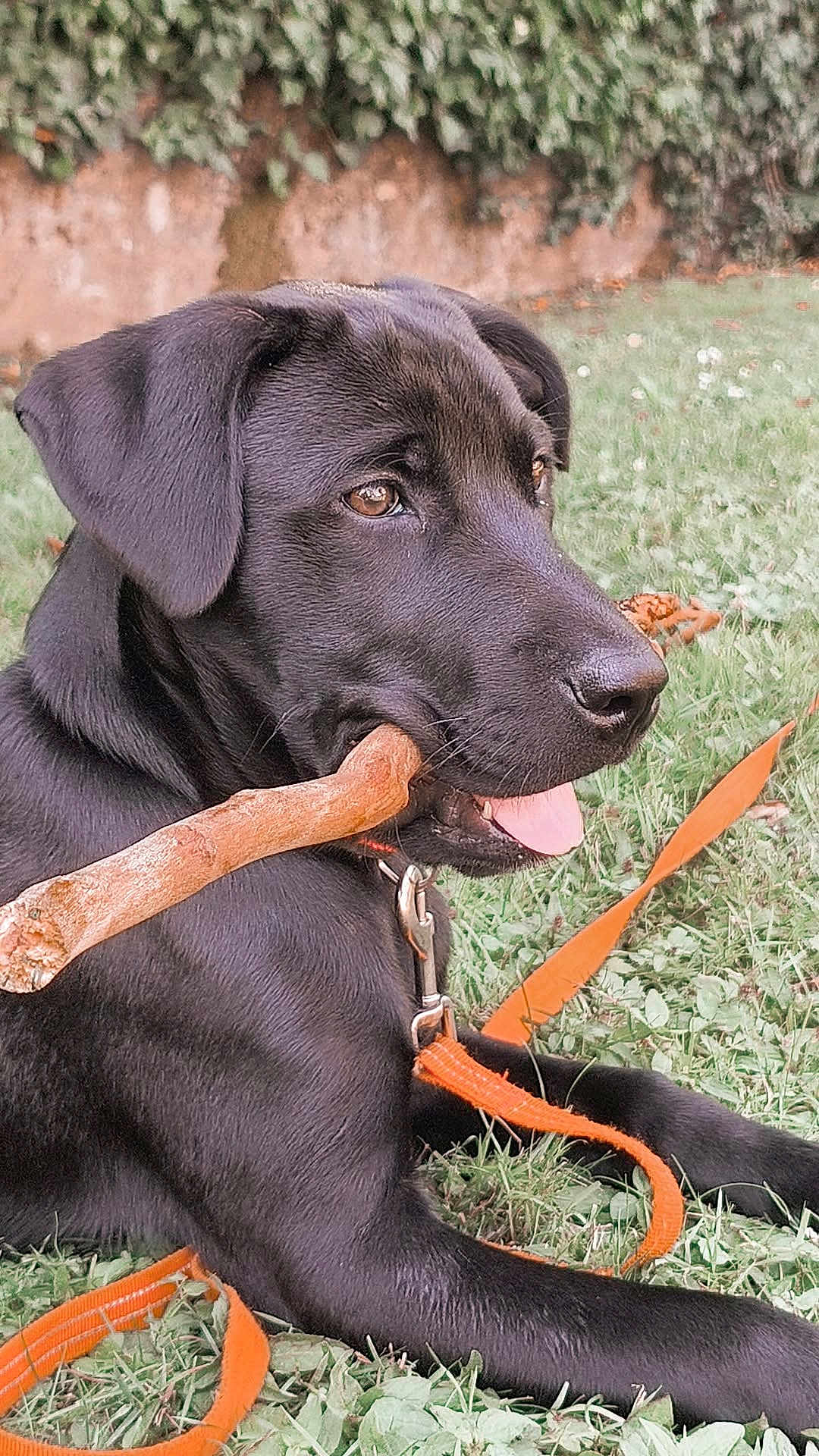 Sirius