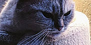 Niki a rejoint le concours — aidez-le/la à gagner de superbes lots ! animal, cat, closeup, companion, cozy, curled_up, ears, feline, fur, home, indoor, mammal, pet, portrait, quiet, relaxed, resting, soft_light, texture, whiskers