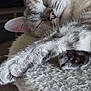 cat, sleeping, paw, close_up, fur, whiskers, resting, cozy, pet, animal, indoor, soft_texture, relaxed, cute, domestic_cat, feline, nap, ears, pink_nose, quiet