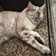 Niki a rejoint le concours — aidez-le/la à gagner de superbes lots ! cat, sleeping, feline, pet, animal, fur, closeup, relaxing, indoor, paw, whiskers, striped, resting, cute, mammal, peaceful, cozy, domestic, quiet, soft