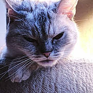 Niki a rejoint le concours — aidez-le/la à gagner de superbes lots ! animal, cat, close_up, cute, ear, feline, fluffy, fur, indoor, light, muzzle, nose, pet, portrait, resting, serious_expression, shadow, soft, texture, whiskers