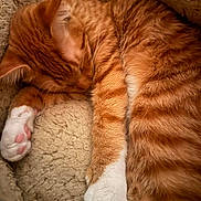 Lylo joined the competition — help win amazing prizes! cat, orange_cat, sleeping, curled_up, fluffy, fur, white_paws, whiskers, ears, animal, pet, cozy, blanket, cuddling, indoors, close_up, warm_lighting, relaxed, cute, portrait