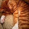 cat, orange_cat, sleeping, curled_up, fluffy, fur, white_paws, whiskers, ears, animal, pet, cozy, blanket, cuddling, indoors, close_up, warm_lighting, relaxed, cute, portrait